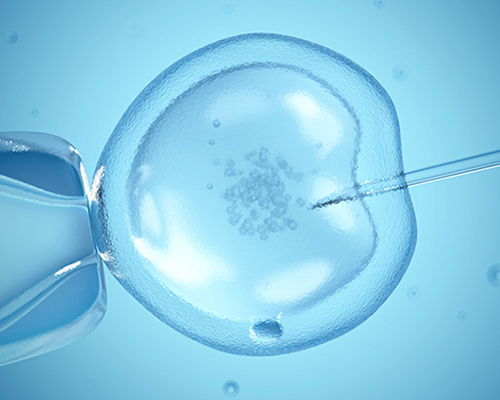 In vitro fertilisation, illustration