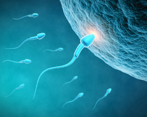 Fecundation - sperm cell entering in ovum